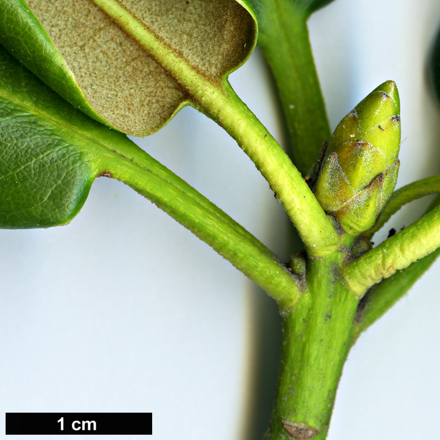 High resolution image: Family: Ericaceae - Genus: Rhododendron - Taxon: brachycarpum - SpeciesSub: subsp. fauriei